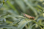 grasshopper