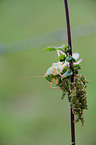 green bush cricket