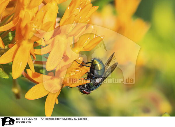 Goldfliege / greenbottle / SST-23078