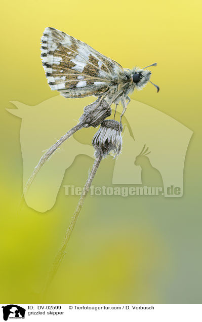 grizzled skipper / DV-02599