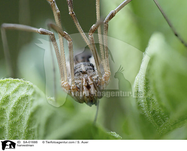 Weberknecht / harvestman / SA-01686