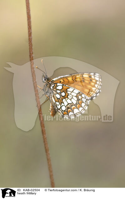 Wachtelweizen-Scheckenfalter / heath fritillary / KAB-02504