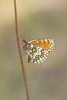 heath fritillary