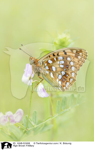 Feuriger Perlmuttfalter / High Brown Fritillary / KAB-02488