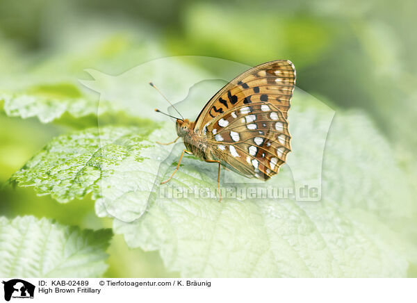 Feuriger Perlmuttfalter / High Brown Fritillary / KAB-02489