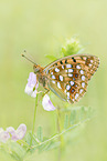 High Brown Fritillary