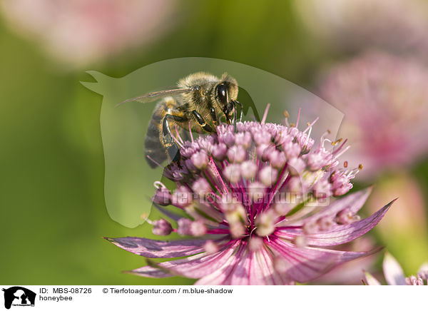 Honigbiene / honeybee / MBS-08726