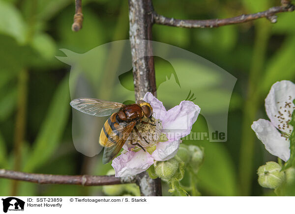 Hornet Hoverfly / SST-23859