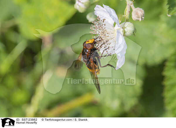 Hornissenschwebfliege / Hornet Hoverfly / SST-23862