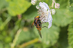 Hornet Hoverfly