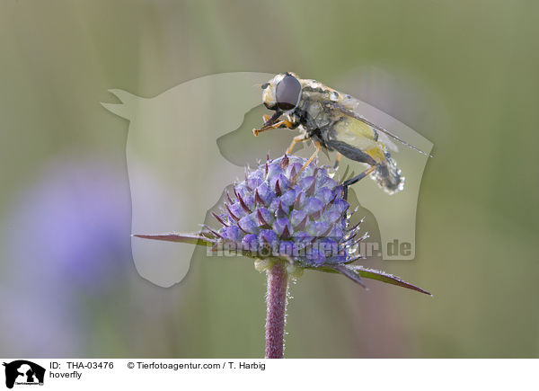 Schwebfliege / hoverfly / THA-03476