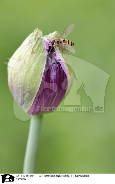 Schwebfliege / hoverfly / HS-01101