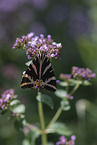 Jersey tiger moth