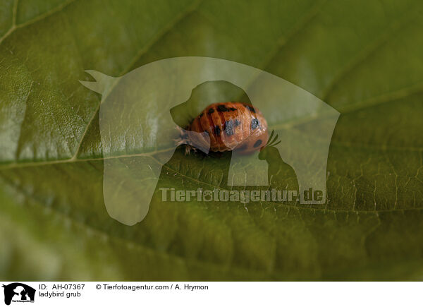 Marienkfer Larve / ladybird grub / AH-07367