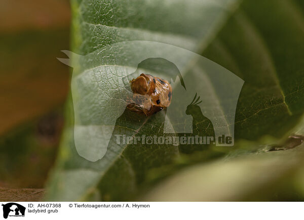 Marienkfer Larve / ladybird grub / AH-07368