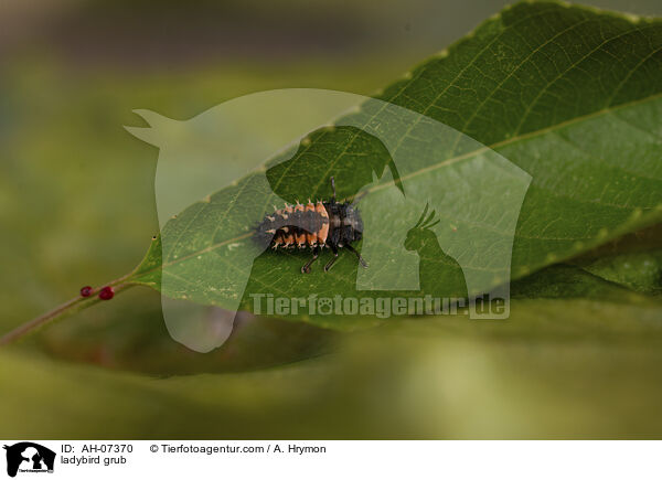 Marienkfer Larve / ladybird grub / AH-07370