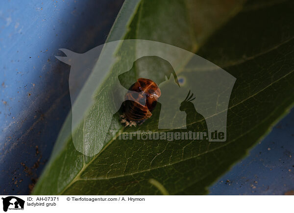 Marienkfer Larve / ladybird grub / AH-07371