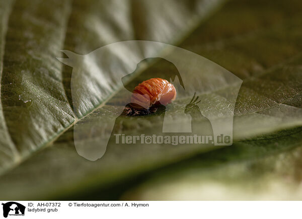 Marienkfer Larve / ladybird grub / AH-07372