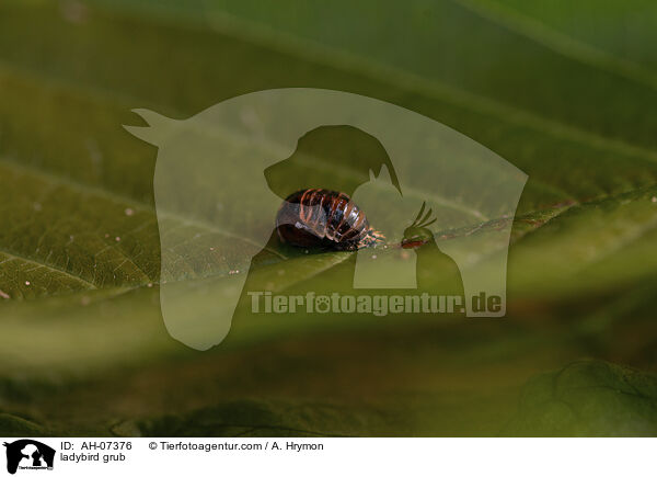 Marienkfer Larve / ladybird grub / AH-07376