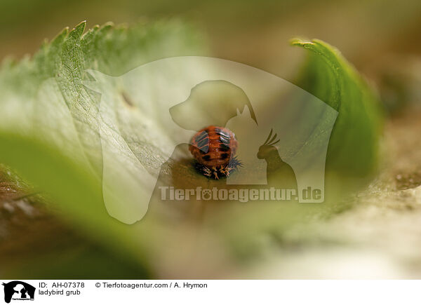 Marienkfer Larve / ladybird grub / AH-07378