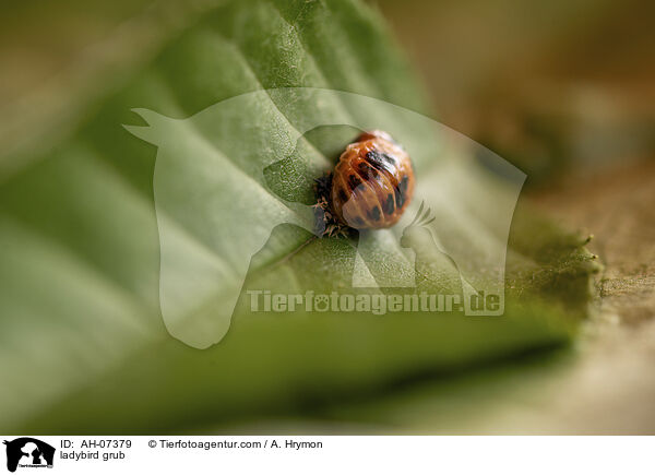 Marienkfer Larve / ladybird grub / AH-07379