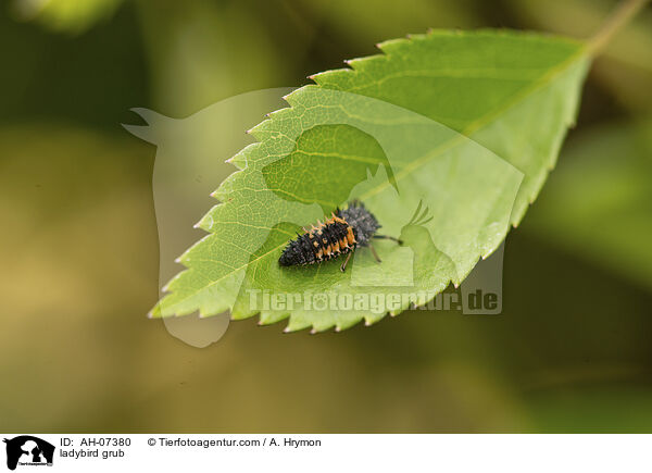Marienkfer Larve / ladybird grub / AH-07380