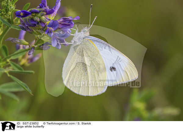 Groer Kohlweiling / large white butterfly / SST-23852