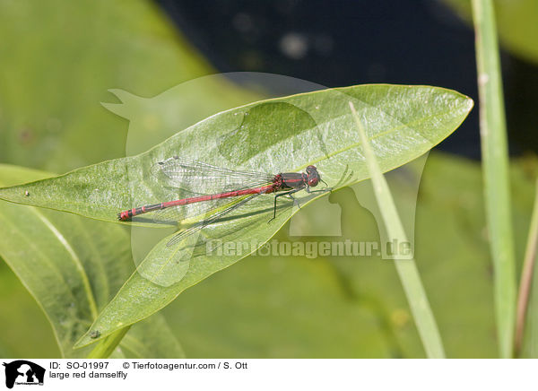 Frhe Adonislibelle / large red damselfly / SO-01997