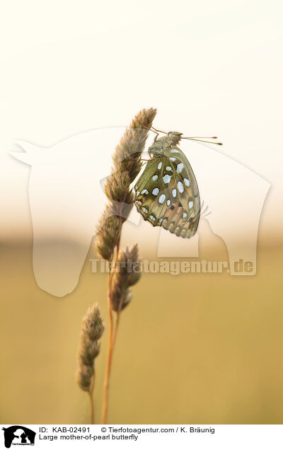 Groer Perlmuttfalter / Large mother-of-pearl butterfly / KAB-02491