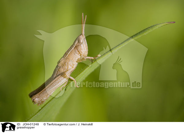 Heuschrecke / grasshopper / JOH-01248