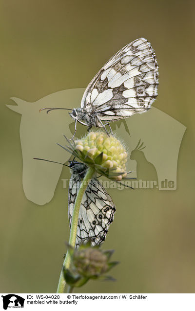 Schachbrettfalter / marbled white butterfly / WS-04028