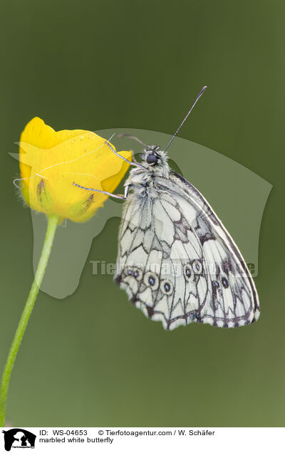 Schachbrettfalter / marbled white butterfly / WS-04653