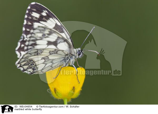 Schachbrettfalter / marbled white butterfly / WS-04654