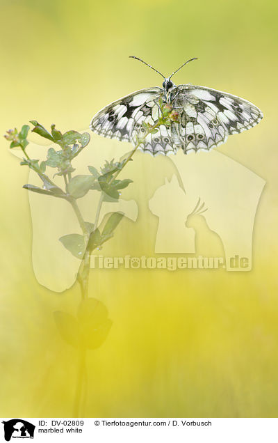 Schachbrettfalter / marbled white / DV-02809