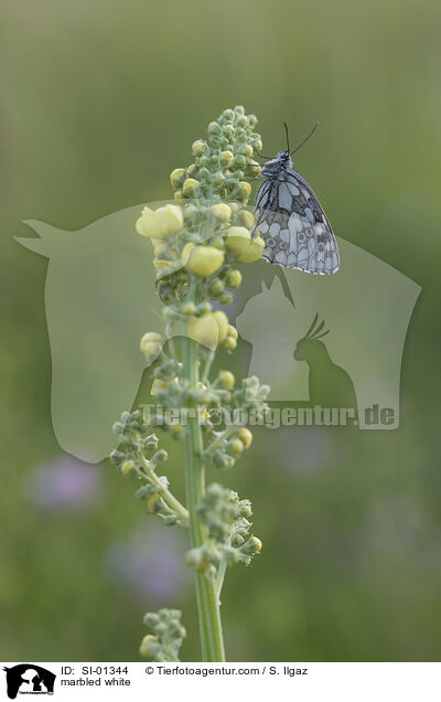 Schachbrettfalter / marbled white / SI-01344