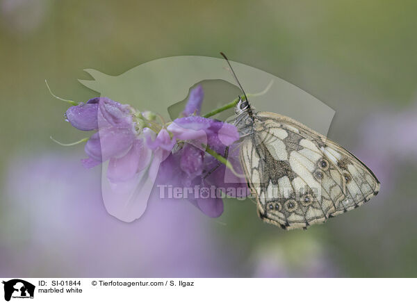 Schachbrettfalter / marbled white / SI-01844