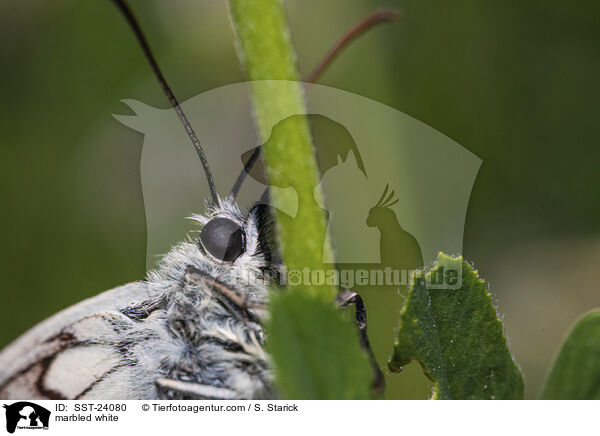 marbled white / SST-24080