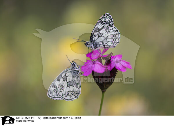 Schachbrettfalter / marbled white / SI-02444