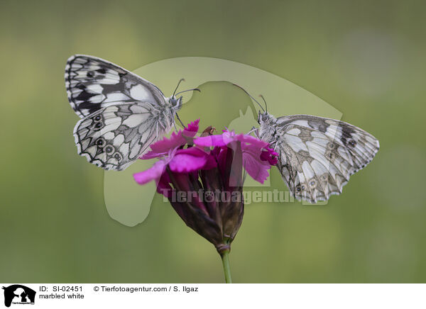 Schachbrettfalter / marbled white / SI-02451