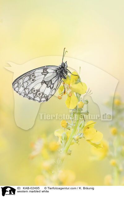 Schachbrettfalter / western marbled white / KAB-02495