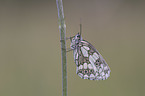 Marbled White