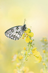 western marbled white