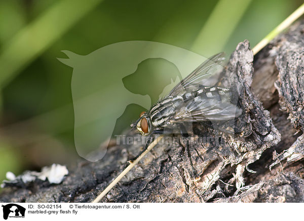 marbled-grey flesh fly / SO-02154