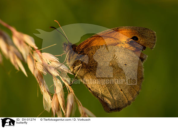 Groes Ochsenauge / butterfly / DV-01274