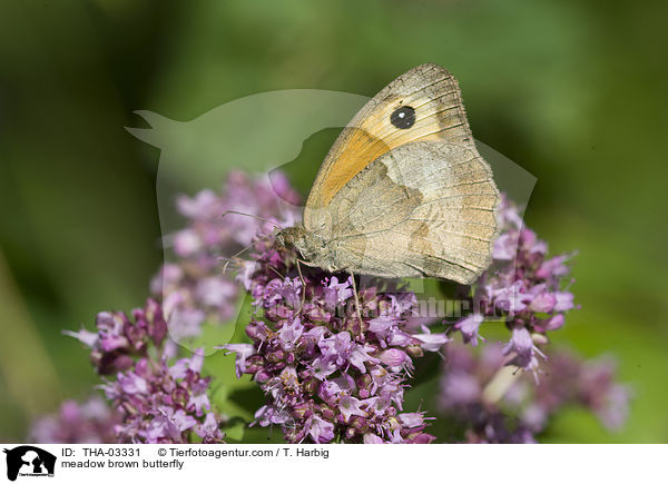 Groes Ochsenauge / meadow brown butterfly / THA-03331