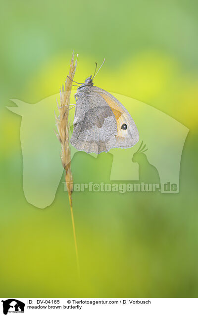 Groes Ochsenauge / meadow brown butterfly / DV-04165