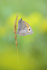 meadow brown butterfly