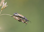 meadow plant bug