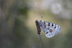 swallowtail butterfly