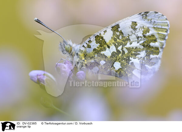 orange tip / DV-02385